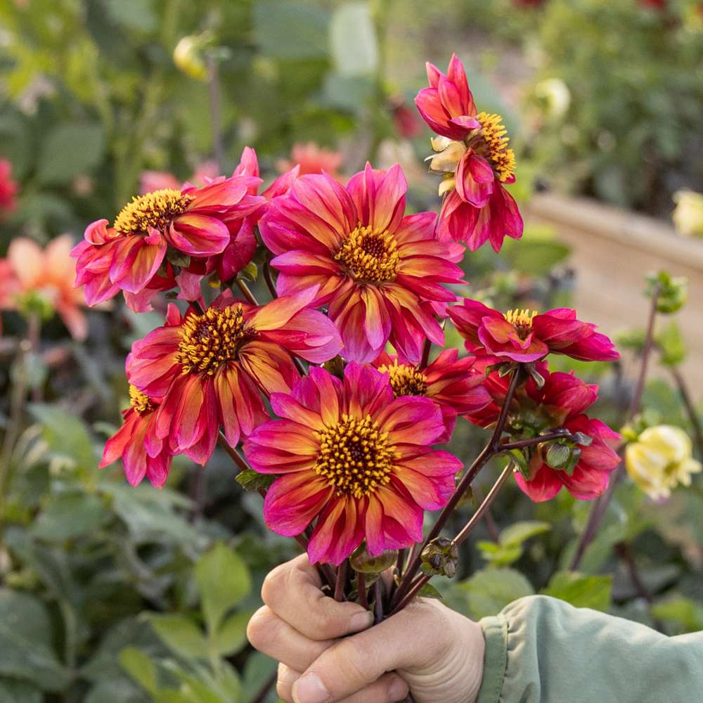 Dahlia 'Princess Nadine'